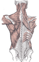 Human Spine