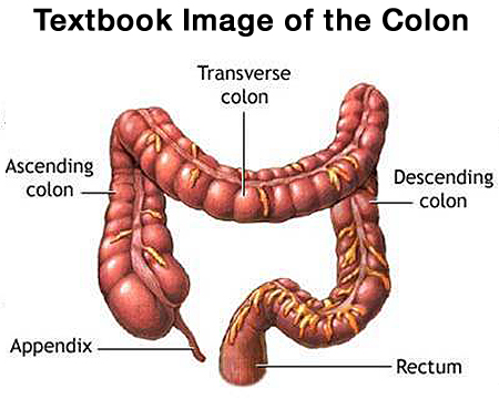 Image of the colon